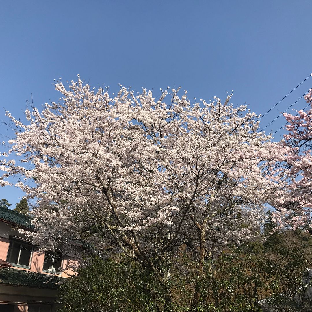 桜開花予想基準木
